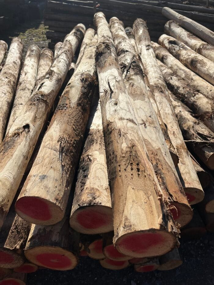 B Palo di castagno diametro 10/12 cm con punta - immagine 2