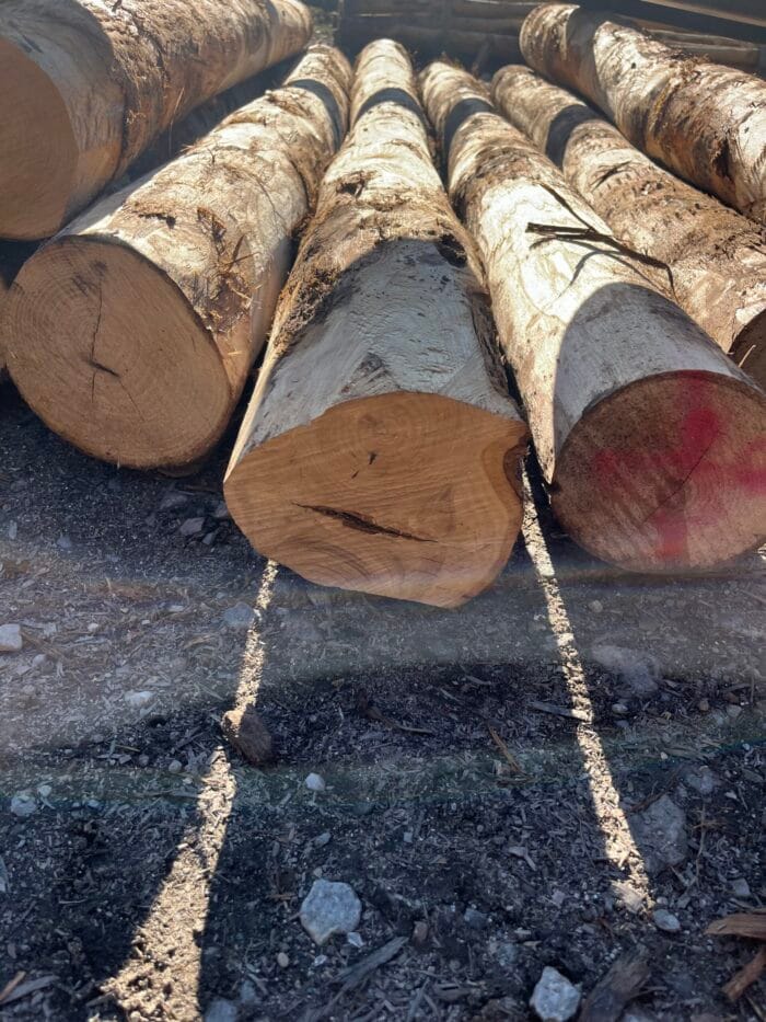 B Palo di castagno diametro 10/12 cm - immagine 2